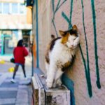 塗装された塀に身を預ける猫